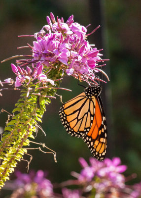 Monarch Butterfly on Cleome