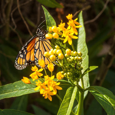 Monarch Butterfly on Yellow Milkweed
