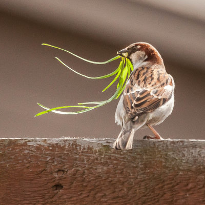 Breeding Male House Sparrow