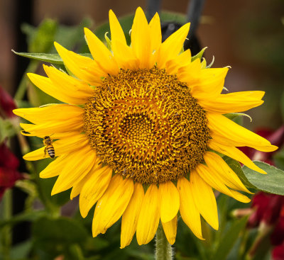 Sunflowers Make Me Happy!