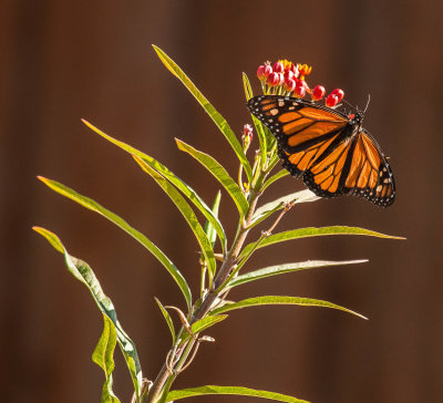 Monarch Butterfly on Milkweed 