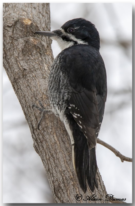 Pic  Dos Noir - Black-Backed Woodpecker