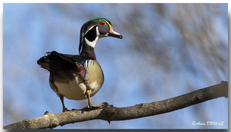 Les canards branchus - The Wood Ducks