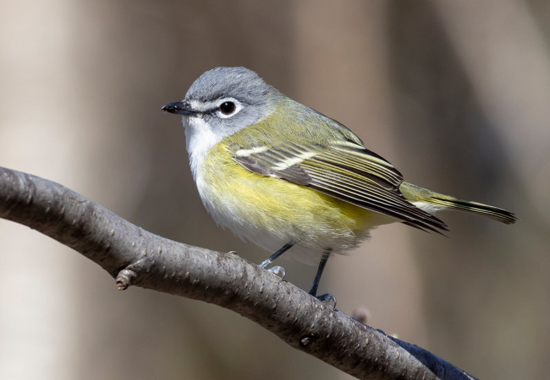 Parulines, Passerins et Viros - Warblers, Buntings & Vireos