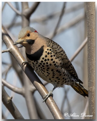 Pic Flamboyant - Northern Flicker