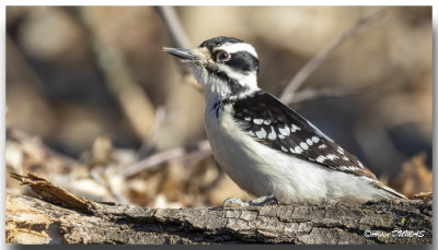 Pic Chevelu - Hairy Woodpecker