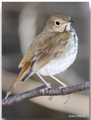 Grive Solitaire - Hermith Thrush