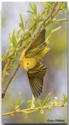 Paruline Jaune - Yellow Warbler