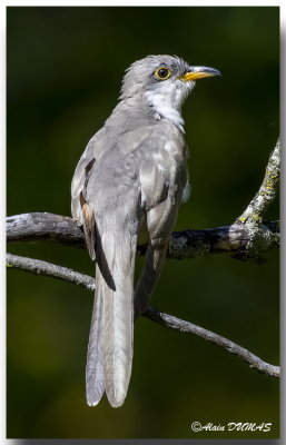 Coulicou  bec jaune - Yellow-billed Cuckoo