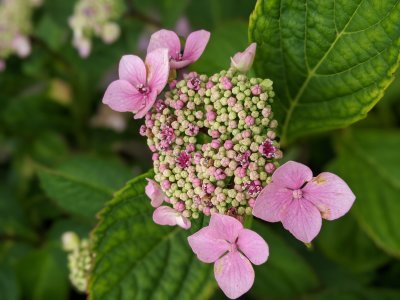 Hortensia rose