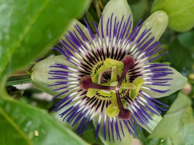 Passiflore