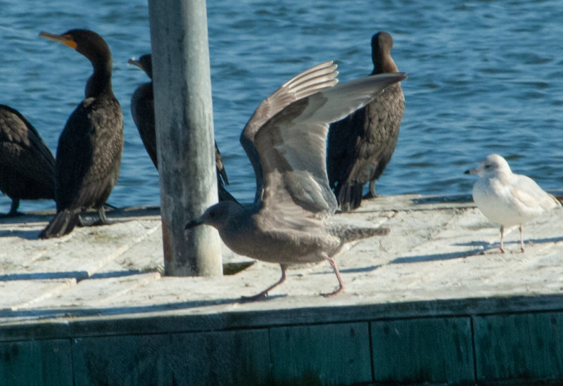 THGU juv 111619 Guntersville Marshall Co AL GregDJackson-0305.jpg
