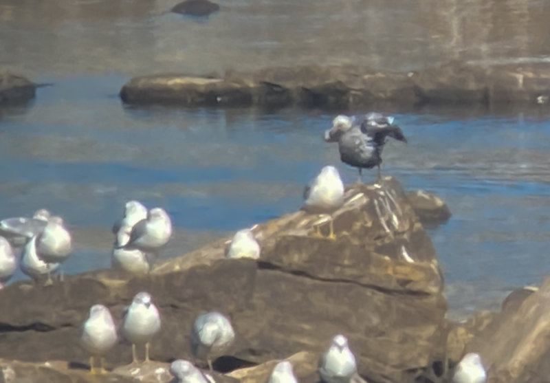 RBGU ad melanistic 13 Dec 2021 Wilson Dam Colbert Co AL GregDJackson-0982.jpg