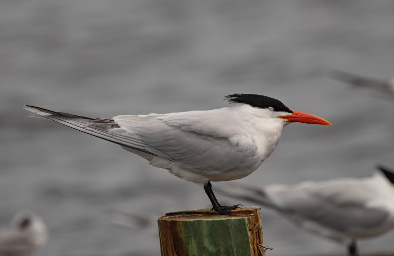 ROYT alt 041322 Gulf SP Baldwin Co AL GregDJackson-6821.jpg