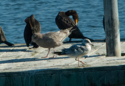THGU juv 111619 Guntersville Marshall Co AL GregDJackson-0262.jpg