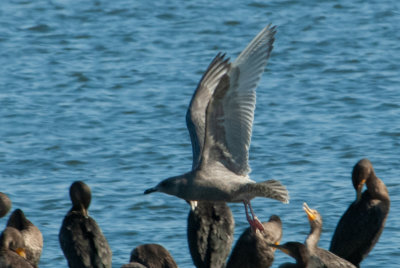 THGU juv 111619 Guntersville Marshall Co AL GregDJackson-0310.jpg
