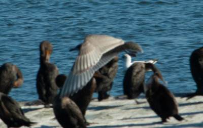 THGU juv 111619 Guntersville Marshall Co AL GregDJackson-0312.jpg