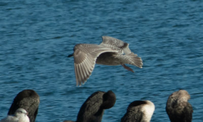 THGU juv 111619 Guntersville Marshall Co AL GregDJackson-0325.jpg