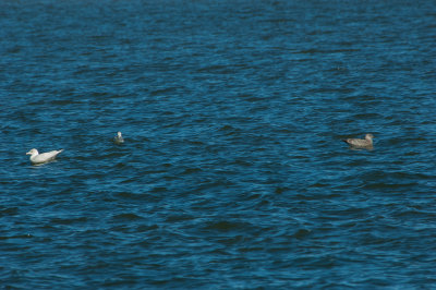 GLGU imm 121119 Guntersville Marshall Co AL GregDJackson-0348.jpg