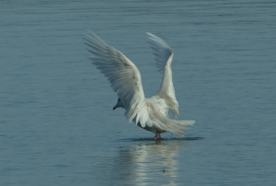 GLGU 1C 012220 Guntersville Marshall Co AL GregDJackson-0403.jpg