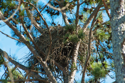 BAEA nest 020320 Guntersville Marshall Co AL GDJ-0062.jpg