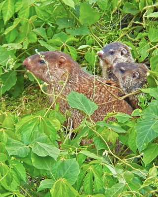 Woodchuck and babies_4463.jpg