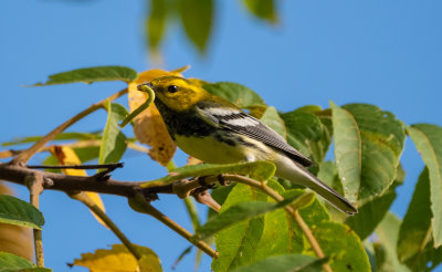 BTNW ad male 10 Sep 2020 Monte Sano SP Madison Co AL GDJackson-0585.jpg