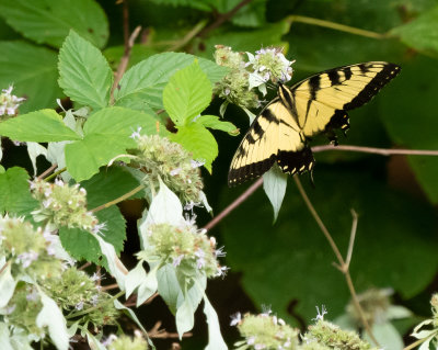 E Tiger Swallowtail yellow morph 10 Sep 2020 Monte Sano SP Madison Co AL GDJackson-0665.jpg