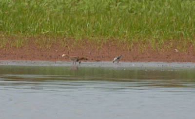 SAND juv w PESA 10 Sep 2020 Sinks Leighton Colbert Co AL GDJackson-0819.jpg