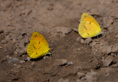 Yellow sp 11 Sep 2020 Wheeler NWR Madison Co AL GDJackson-1202.jpg