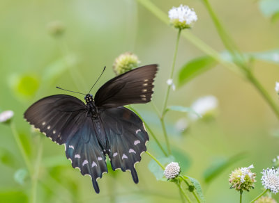 Pipevine Swallowtail female 11 Sep 2020 Wheeler NWR Limestone Co AL GDJackson-1337.jpg