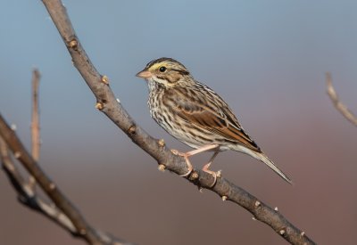 SAVS 20 Nov 2020 Key Cave NWR Lauderdale Co AL GregDJackson-2330.jpg