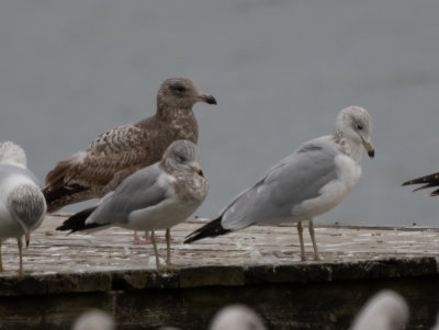 RBGU 2C x2 one heavily marked 013021 Guntersville Marshall Co AL GregDJackson-3264.jpg