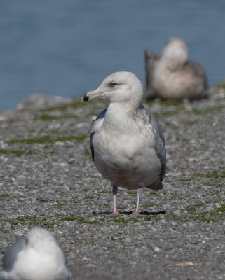 HERG 3C ring-billed 020821 Guntersville Marshall Co AL GregDJackson-3876.jpg