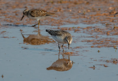 SESA juv 13 Sep 2021 E of Leighton Colbert Co AL GregDJackson-4642.jpg