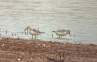 SAND juv 17 Sep 2021 E of Leighton Colbert Co AL GregDJackson-0511.jpg