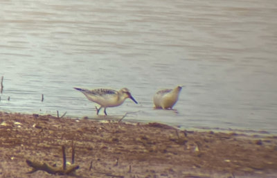 SAND juv 17 Sep 2021 E of Leighton Colbert Co AL GregDJackson-0519.jpg