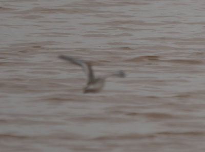 SAND juv in flight 17 Sep 2021 E of Leighton Colbert Co AL GregDJackson-4916.jpg