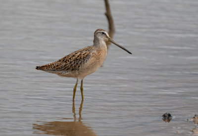 SBDO juv 17 Sep 2021 E of Leighton Colbert Co AL GregDJackson-4945.jpg