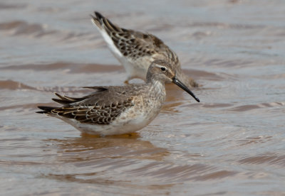 STSA juv 13 Sep 2021 E of Leighton Colbert Co AL GregDJackson-4851.jpg