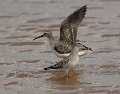 STSA juv 13 Sep 2021 E of Leighton Colbert Co AL GregDJackson-4875.jpg