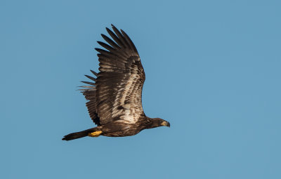 BAEA juv 1 Nov 2021 Fort Morgan Baldwin Co AL GregDJackson-4982.jpg