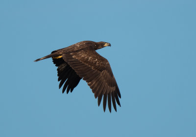 BAEA juv 1 Nov 2021 Fort Morgan Baldwin Co AL GregDJackson-4986.jpg