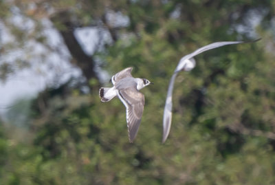 FRGU juv 4 Nov 2021 Magnolia Springs Baldwin Co AL GregDJackson-5311.jpg