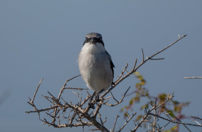 LOSH 2 Nov 2021 Fort Morgan Baldwin Co AL GregDJackson-5209.jpg