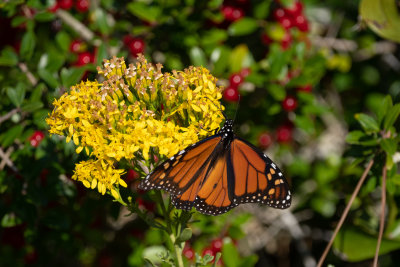 Monarch 2 Nov 2021 Fort Morgan Baldwin Co AL GregDJackson-5182.jpg