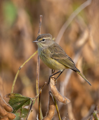 PAWA Western 4 Nov 2021 Magnolia Springs Baldwin Co AL GregDJackson-5273.jpg