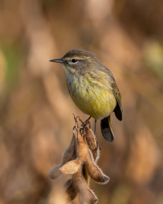 PAWA Western 4 Nov 2021 Magnolia Springs Baldwin Co AL GregDJackson-5285.jpg