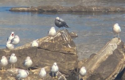 RBGU ad melanistic 13 Dec 2021 Wilson Dam Colbert Co AL GregDJackson-0971.jpg