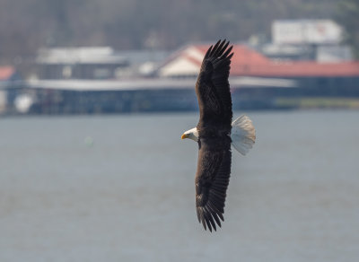 BAEA ad attacking AMCO 8 Jan 2022 Guntersville Marshall Co AL GregDJackson-6099.jpg